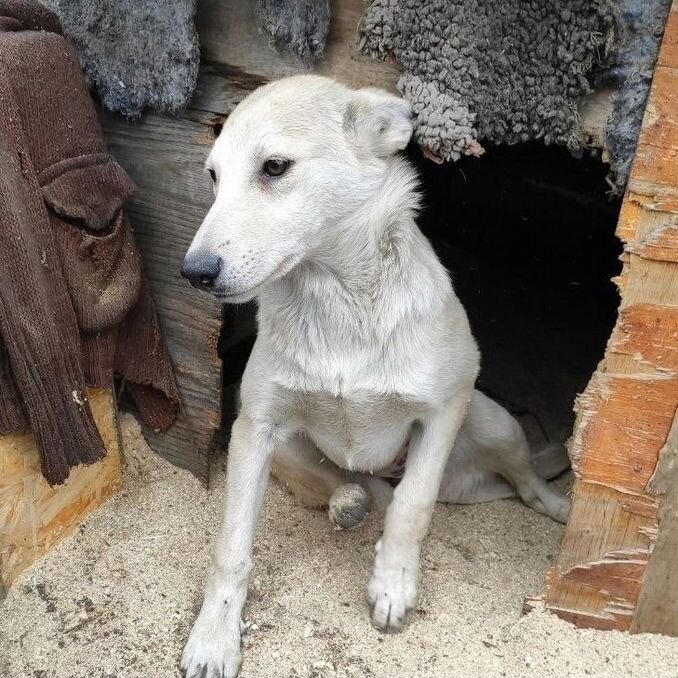 телега - Купить недорого собаку или щенка🐕 во всех регионах | Цены на  собак разных пород | Авито