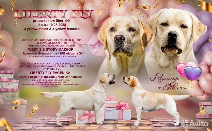 Щенки лабрадора ретривера (возможна доставка)