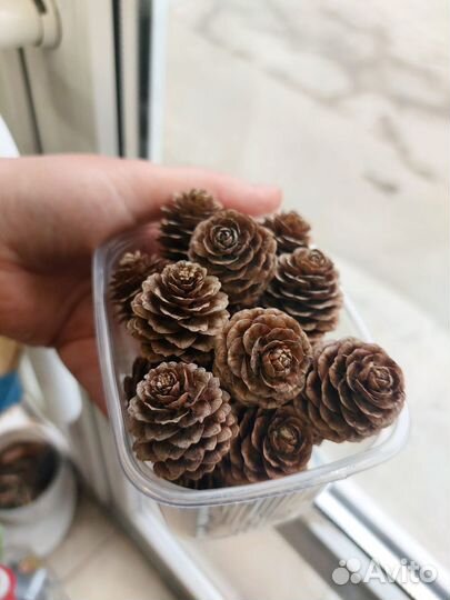 Шишки лиственницы