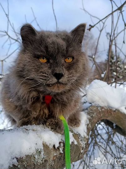 Кот в добрые руки