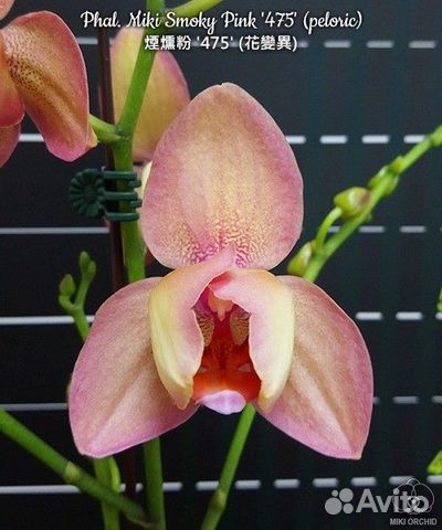 Орхидея Phal. Легато - Miki Smoky Pink 47(peloric)