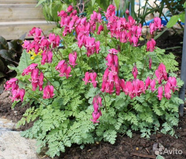 Растения для вашей дачи