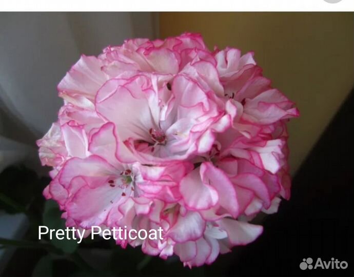 Пеларгонии сортовые