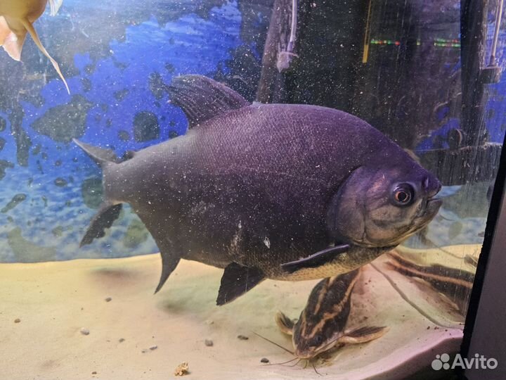 Рыба Паку, длинной около 40см