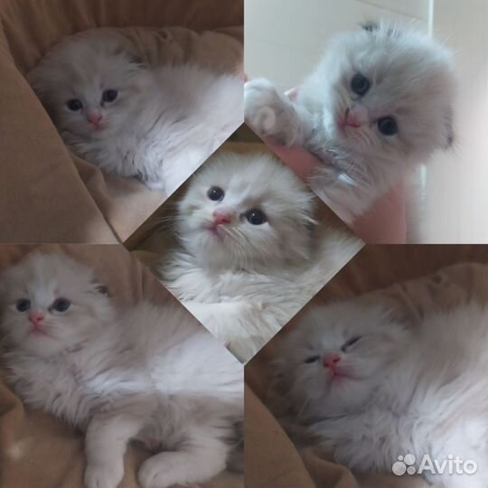 Шотландские котята