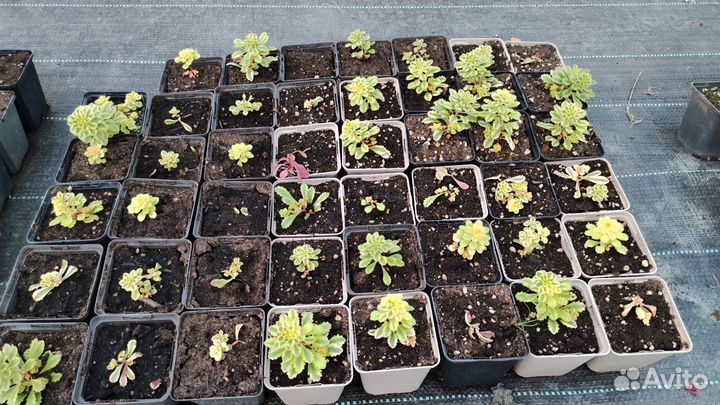 Очиток variegata