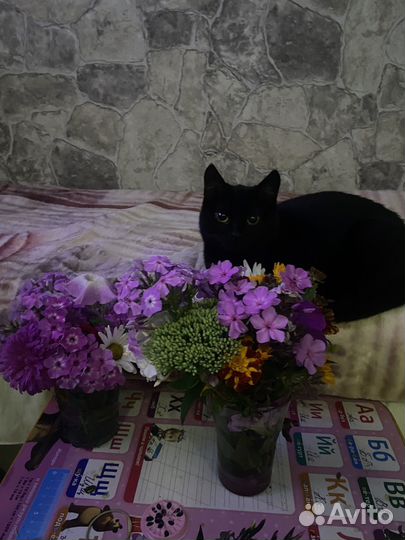 Отдам в добрые руки