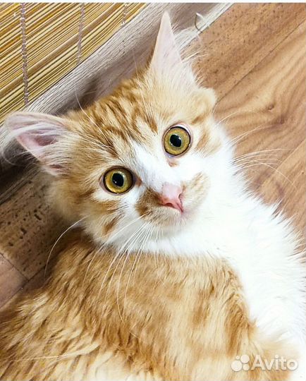 Котенок в добрые руки