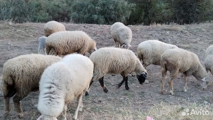 Овцы бараны