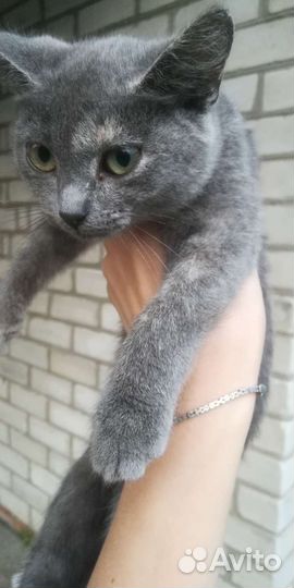 Котята от крысоловки