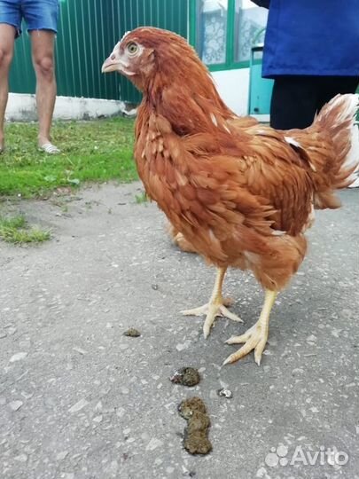 Куры Несушки