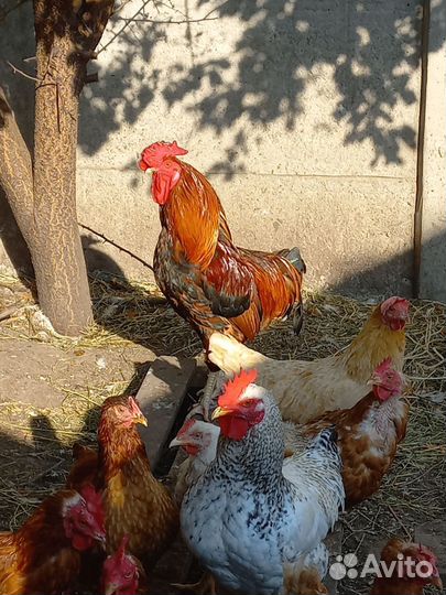Петухи