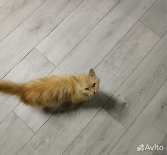 Кошка ищет дом