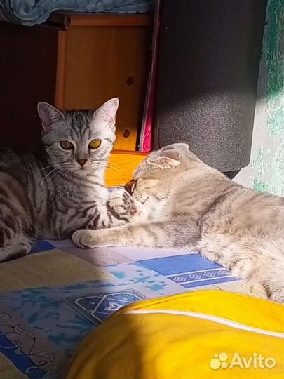 Шотландская кошечка
