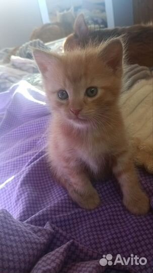 Рыжие и трехцветные котята