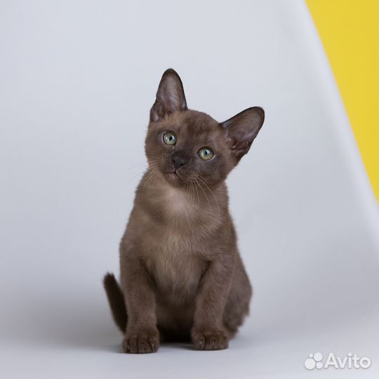Бурманская кошечка Хипси