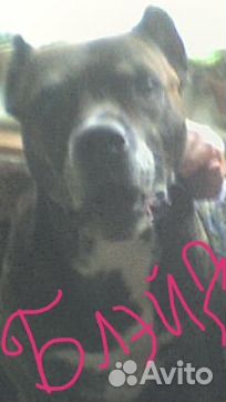 Передержка собак и грызунов,птиц на д