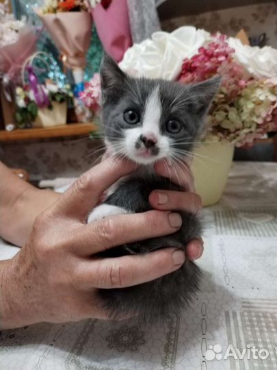 Котята в дар