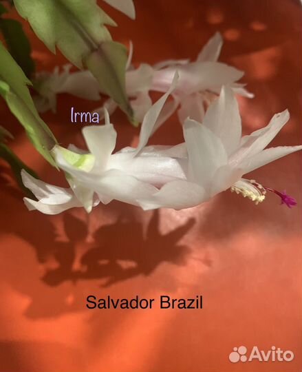 Декабрист шлюмбергера белый