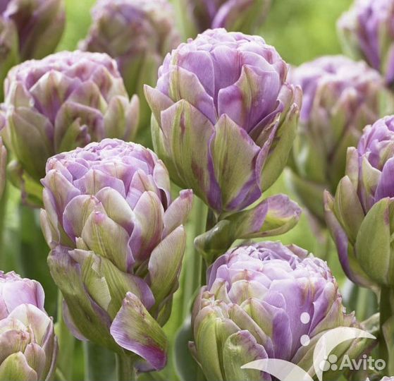 Тюльпаны Нарцисы