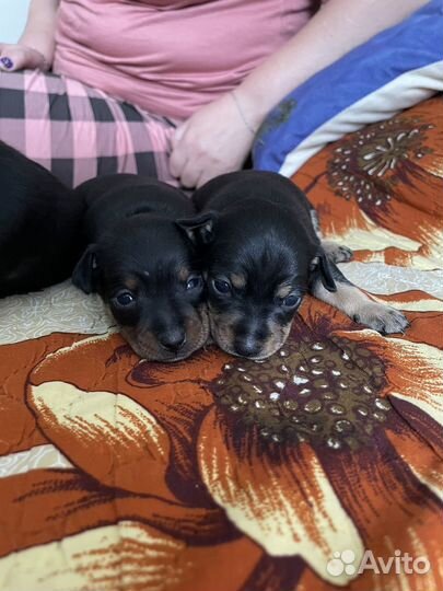 Той-терьер щенки