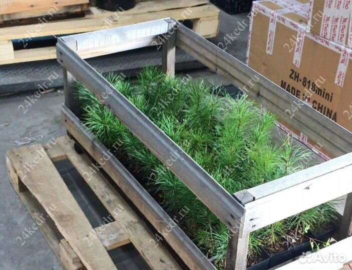 Сибирский кедр. Саженцы