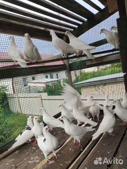 Голуби. Есть бойные