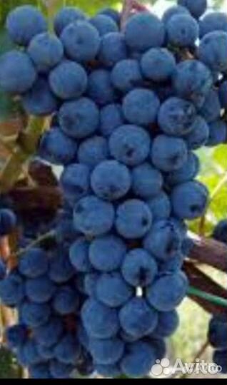 Виноград