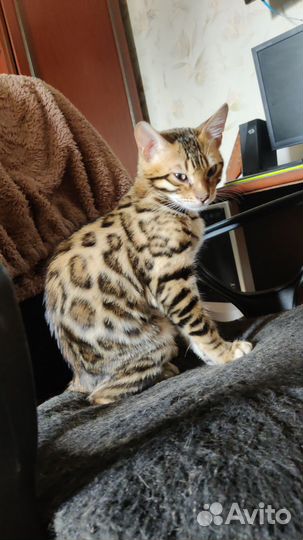 Бенгальский кот