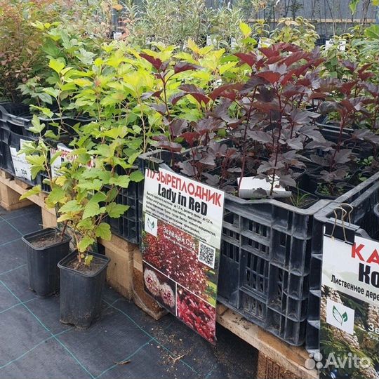 Саженцы плодовых деревьев и кустарников