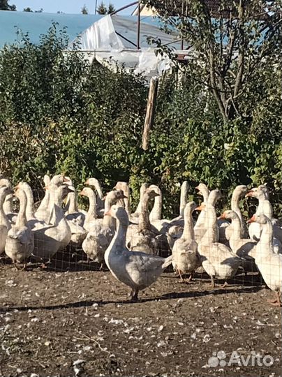 Годовалый гуси