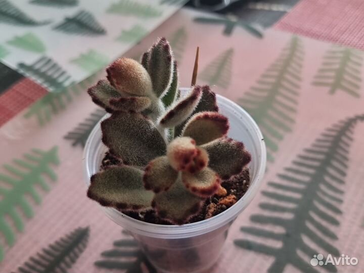 Суккуленты