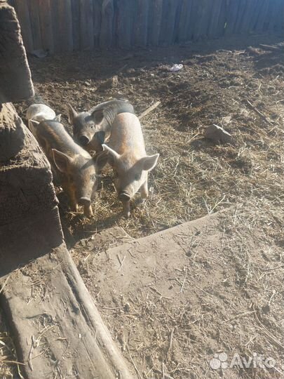 Поросята венгерская мангалица