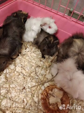 Морская свинка остался мальчик розетки