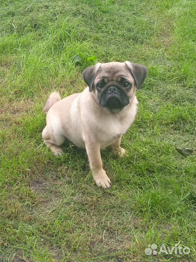 Вязка собак мопс