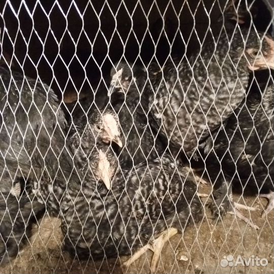 Цыплята домашние