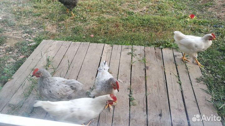Петушки молодые