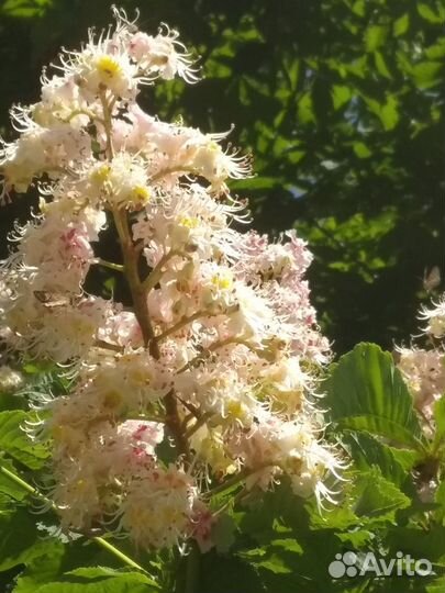 Саженцы каштана конского