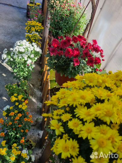 Хризантема шаровидная