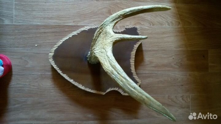 Чучело глухаря и рога, украшение на стену