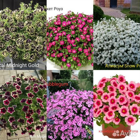 Вегетативная петуния и калибрахоа