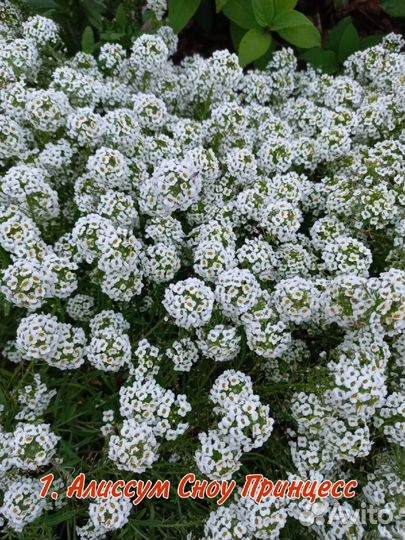 Калибрахоа, бакопа, немезия, петуния, алиссум