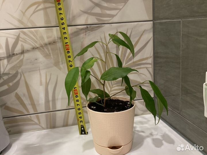 Фикус бенджамина комнатные растения