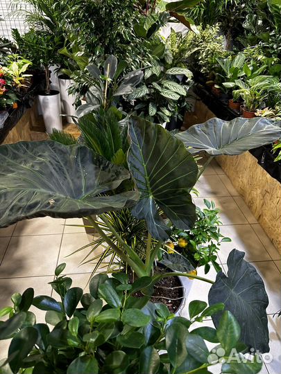 Более 200 видов комнатных растений