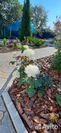 Кора сосны мульча
