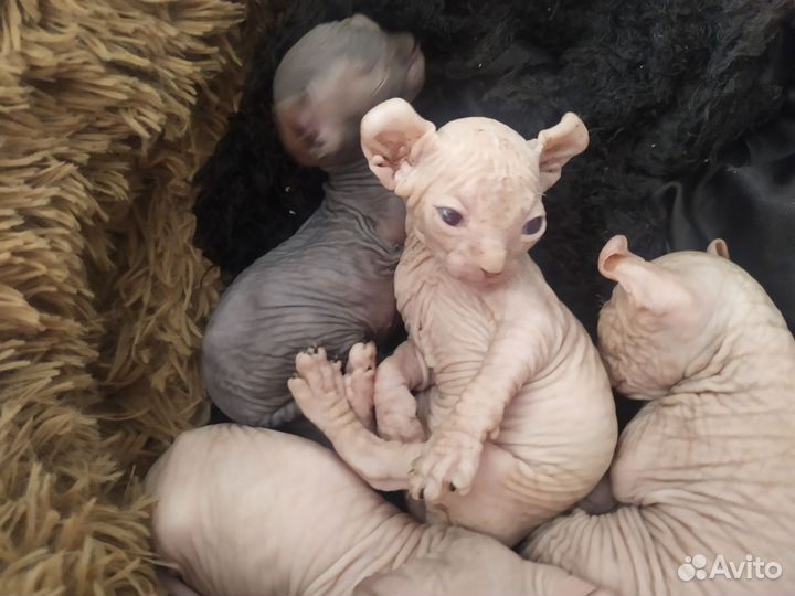 Канадский сфинкс Эльфики