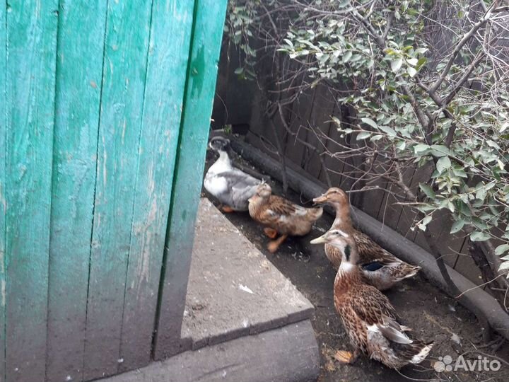 Продаю Домашних уток,.Башкирские.,И кряква