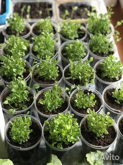 Лобелия голубой бриз стаканчик 0,5