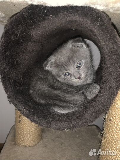 Котята шотландские