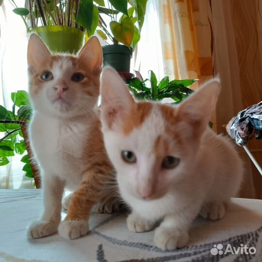 Котята в добрые руки мальчики